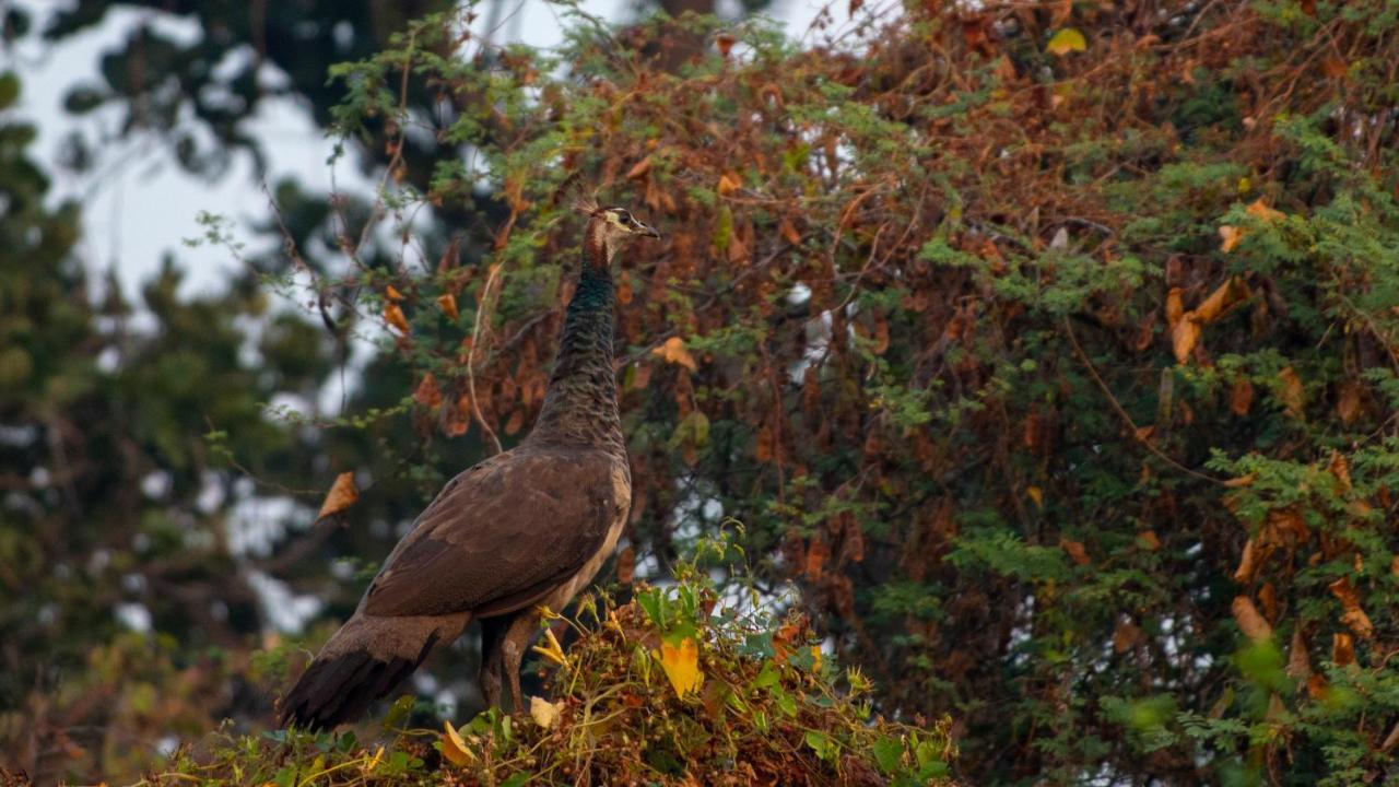 Dera Baghdarrah Nature Retreat Udaipur Dış mekan fotoğraf