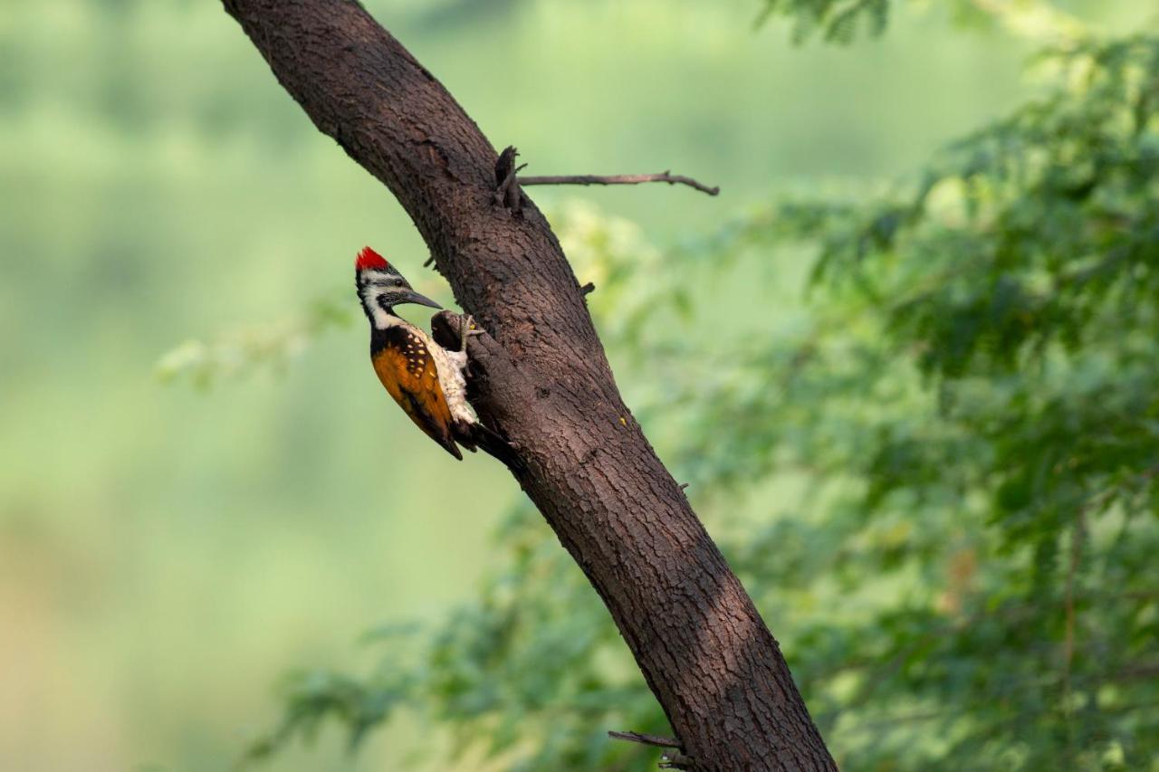 Dera Baghdarrah Nature Retreat Udaipur Dış mekan fotoğraf