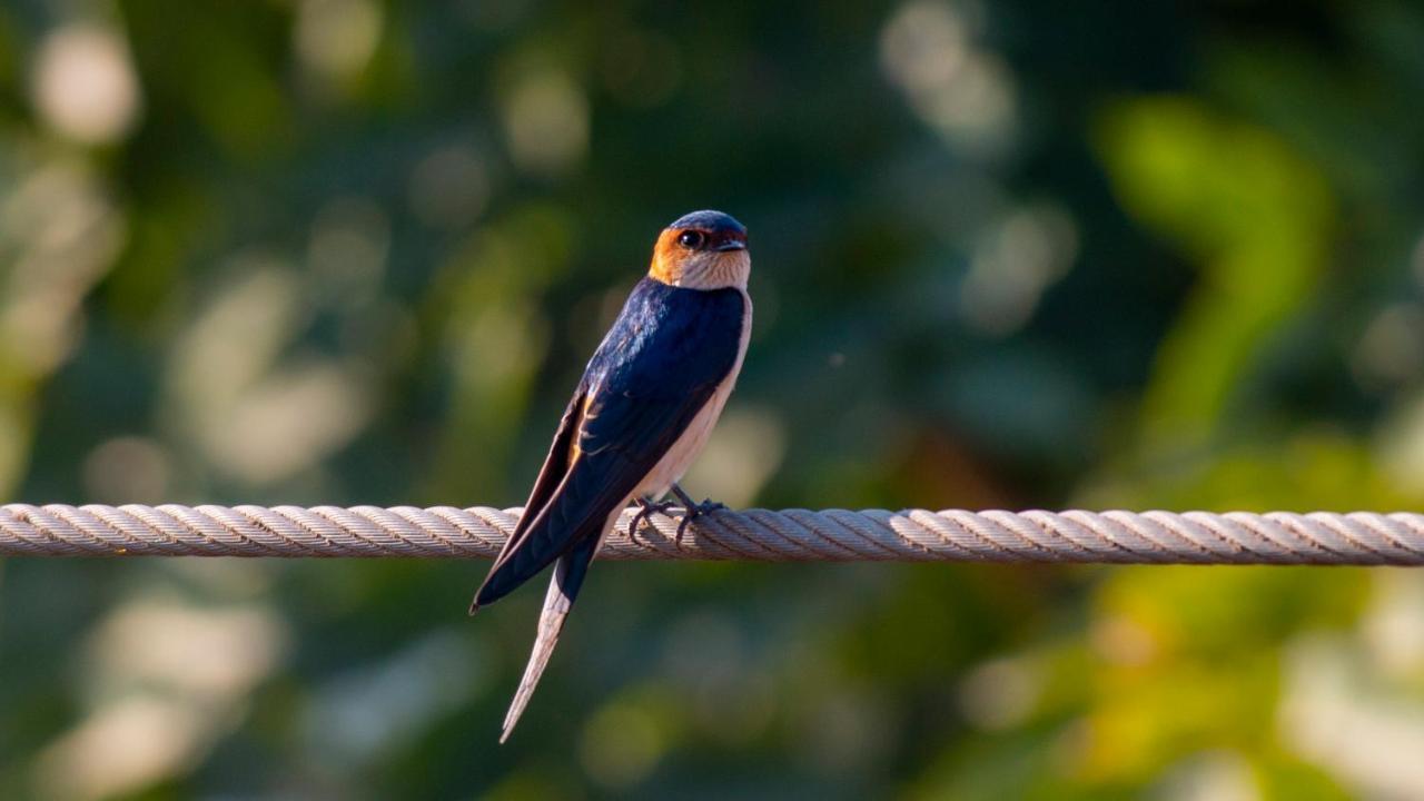 Dera Baghdarrah Nature Retreat Udaipur Dış mekan fotoğraf