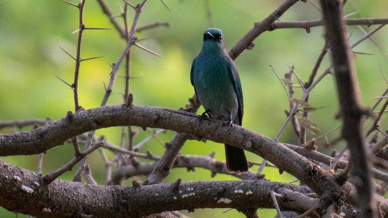 Dera Baghdarrah Nature Retreat Udaipur Dış mekan fotoğraf